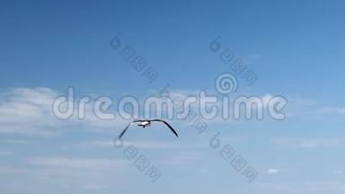 海鸥飞翔在蓝天和白云的背景下，<strong>翅膀拍打</strong>，也翱翔。 手握慢动作片段